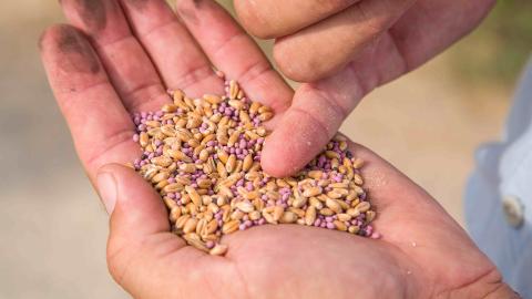 Grain in the palm of a hand